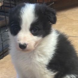 Shrek - Black and white Border Collie puppy in Guffey, Colorado from Sunset Ridge