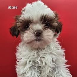 Liver and White Boy - Liver and white male Shih Tzu puppy in Tenino, Washington from Dolled Up Pup