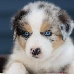 Australian Shepherds from Hilltop Aussies
