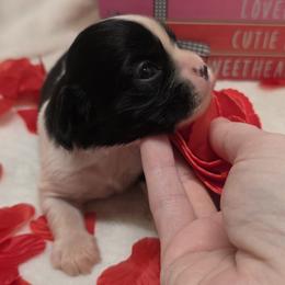 Girl 3 - Black and white female Cavalier King Charles Spaniel puppy in Stilwell, Oklahoma from Love Bug Cavaliers