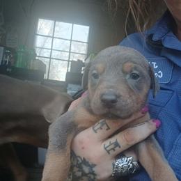 Doberman Pinscher Puppies from Mo dobermans