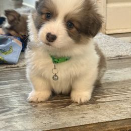 Green Collar Boy Goose - White and red Pembroke Welsh Corgi puppy in Paris, Kentucky from Flat Run Corgis