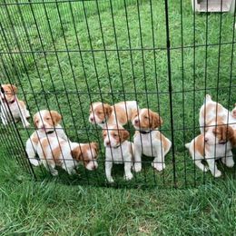 Brittany Puppies from Fox Mtn Brittanys