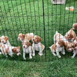 Brittany Puppies from Fox Mtn Brittanys