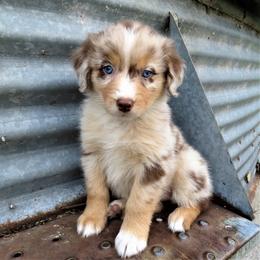 Australian Shepherd Puppies from Meljestic Farms