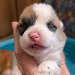 Girl 1 with tail - Red female Pembroke Welsh Corgi puppy in Middleburg, Florida from Mulkeys Little Corgis