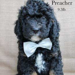 Preacher - Tri-color male Bernedoodle puppy in Comanche, Texas from Central Texas Doodles, LLC.