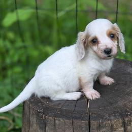 Briar - Piebald male Dachshund puppy in Otisville, Michigan from Green Thumb Farms