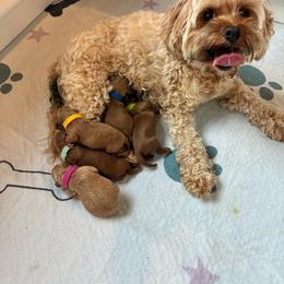 Cavapoo puppies from Perfectly Playful Doodles