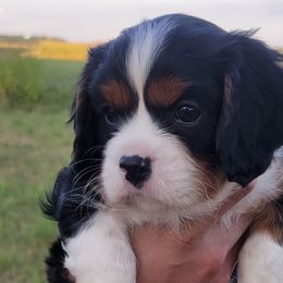 Cavalier King Charles Spaniels from A&B kennel