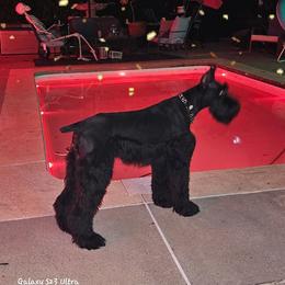 Giant Schnauzers and Miniature Schnauzers from T & A Cali Schnauzer