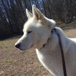 Hercules - Siberian Husky