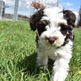 Miniature Schnauzers from Lord's Valley Ranch Schnauzers