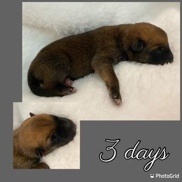 Belgian Malinois Puppies from Audacious Malinois