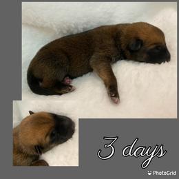 Belgian Malinois Puppies from Audacious Malinois