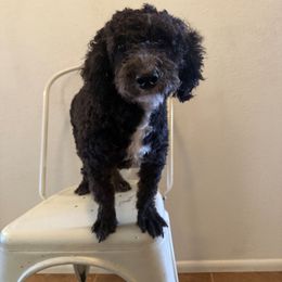 Licorice - Black and white female Aussiedoodle puppy in Tucson, Arizona from Ever After Doodles Arizona