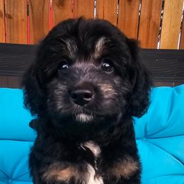 Cricket - Black tri-color male Aussiedoodle puppy in Indiahoma, Oklahoma from Phamily Doodles