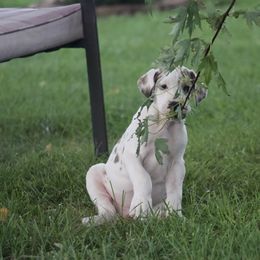 Great Dane Puppies from Cook’s Gentle Giants