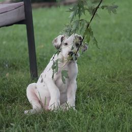 Great Dane Puppies from Cook’s Gentle Giants