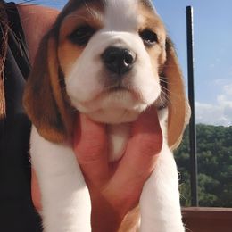 Beagle Puppies from Long Creek Beagles