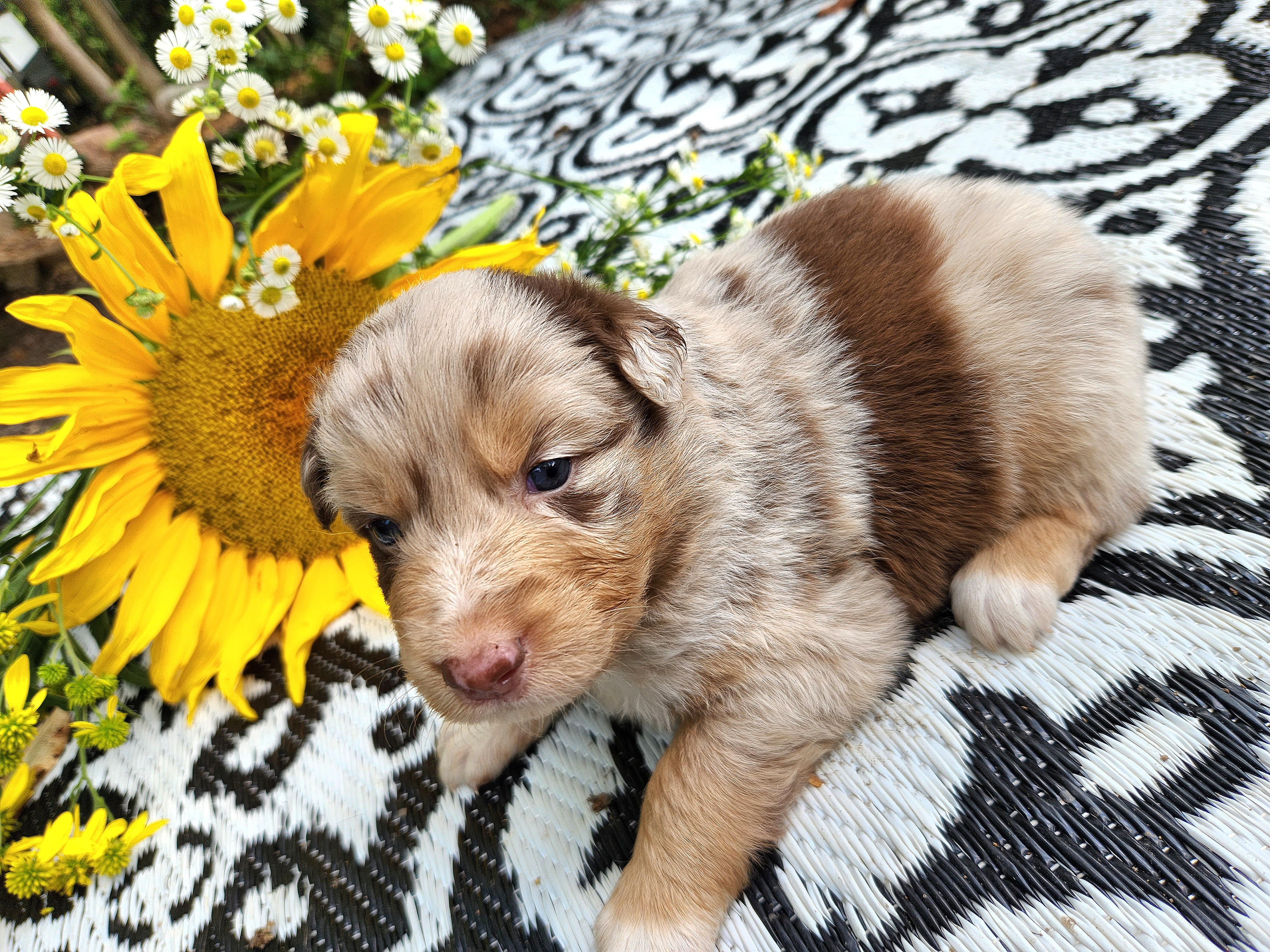 Australian Shepherd Puppies from Resolute Aussies