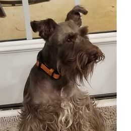 Hans - Miniature Schnauzer