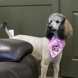 Tenora - Poodle