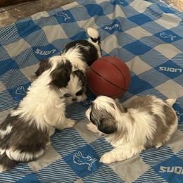 Shih Tzu Puppies from Added family