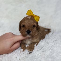 Jellybean - Apricot female Cavapoo puppy in Reeds Spring, Missouri from As Good As Goldendoodles and more
