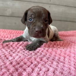 Poppy - Liver roan female German Shorthaired Pointer puppy in Axton, Virginia from Red Clay Kennels