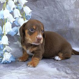 VANCE - AKC Registered - Chocolate and tan male Dachshund puppy in Graceville, Florida from Misty's 101 Doxies
