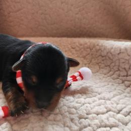 Topez - Black and tan male Yorkshire Terrier puppy in Castleton, New York from Jennifer's Yorkies