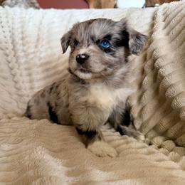 Skye - Blue merle female Miniature Australian Shepherd puppy in New Hampton, Iowa from Full River Australian Shepherds