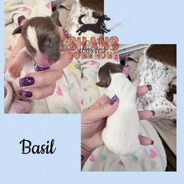 Basil - Piebald male Dachshund puppy in Hockley, Texas from Shans Down Home Doxies