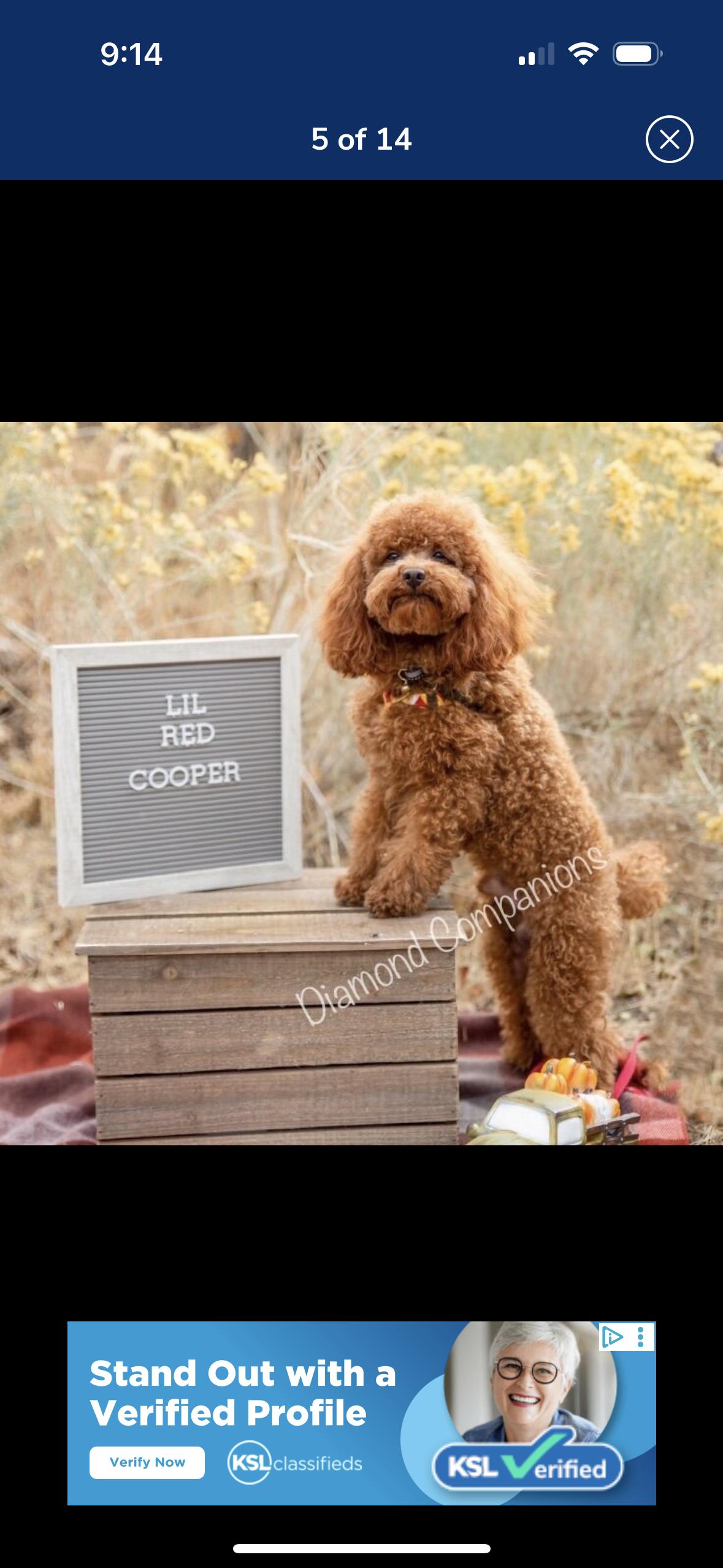 Cooper