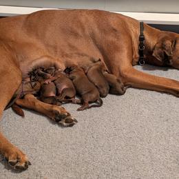Yellow collar girl - Wheaten blk nose female Rhodesian Ridgeback puppy in Middletown, Ohio from Mutare Ridgebacks