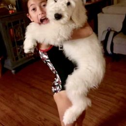 Bernedoodle and Goldendoodle Puppies from Dawg'on Doodles