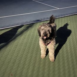 Poodle Puppies from Clementi Pearl Goldens and Poodles