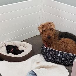 Ella - Airedale Terrier