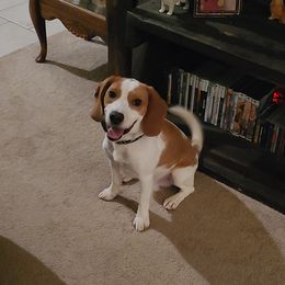 Toby - Beagle