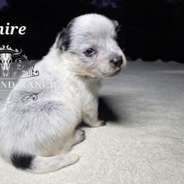 Sapphire - Blue female Australian Cattle Dog puppy in Silsbee, Texas from Rockin ND Ranch