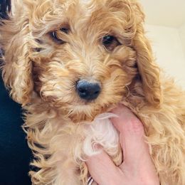 Lila - Red  female Goldendoodle puppy in Tucson, Arizona from Ever After Doodles Arizona