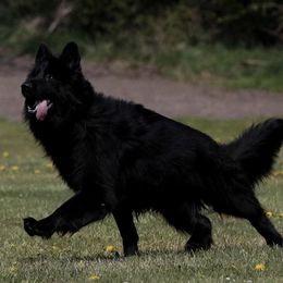 German Shepherd All Grown Up from German shepherd