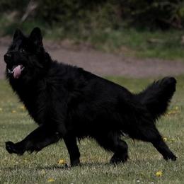 German Shepherd All Grown Up from German shepherd
