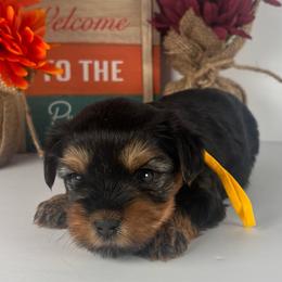 Yellow boy - Black and tan male Yorkshire Terrier puppy in Dahalonega, Georgia from C. D. K