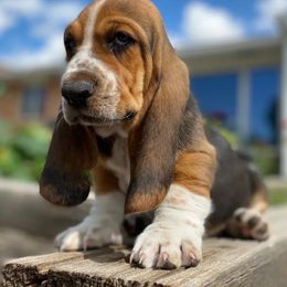 Basset Hound Puppies from On My Way 2U Acres
