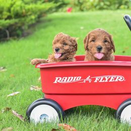 Goldendoodle Puppies from OodlesODoodles