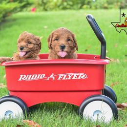 Goldendoodle Puppies from OodlesODoodles
