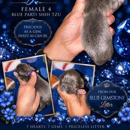 Azure - Blue female Shih Tzu puppy in Eunice, Louisiana from 4J's Cajun Kennels