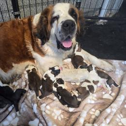 Boy 1 - Red and white male Saint Bernard puppy in Castle Rock, Washington from PNW Saint Berdoodles